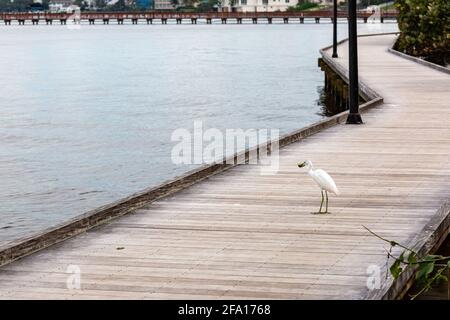 Un piccolo airone blu giovanile si trova sul lungomare lungo il fiume St. Lucie a Stuart, Florida, USA. Foto Stock