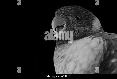 Simpatico Parrot bianco e nero sorridente in sfondo nero Foto Stock