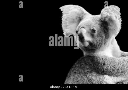 Incredibile e carino Koala in nero sfondo Foto Stock