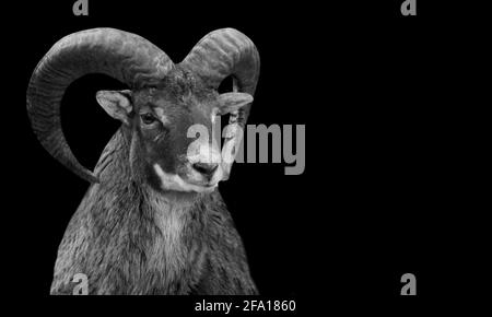 Bighorn pecora Nero e Bianco faccia in nero sfondo Foto Stock