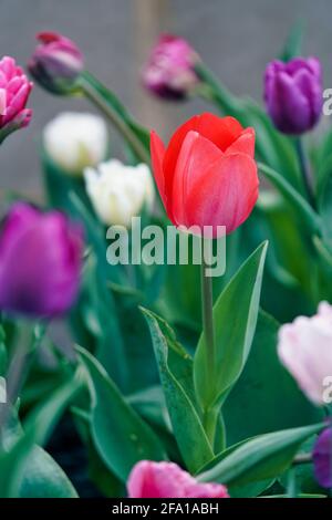 Tulipani romantici in rosso, bianco e viola Foto Stock