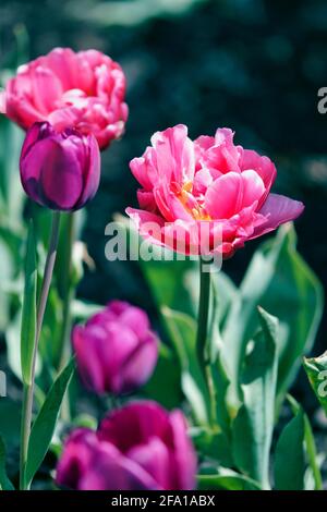 Tulipani romantici in rosa e viola Foto Stock