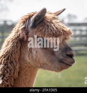 Un ritratto di profilo molto stretto della testa e della faccia laterale di un'alpaca marrone, Vicugna pacos. Guarda verso destra e leggermente verso il basso. Foto Stock