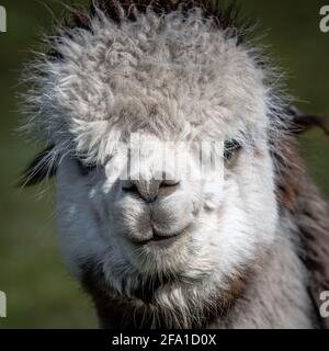 Un ritratto molto stretto della testa e del volto di un'alpaca bianca, Vicugna pacos. Si sta fissando in avanti verso la fotocamera Foto Stock