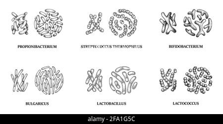 Serie di batteri probiotici disegnati a mano: lactococcus, lactobacillus, bulgaricus, bifidobacterium, propionibacterium, streptococcus. Illustrazione vettoriale Illustrazione Vettoriale