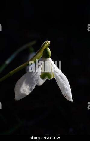 Snowdrop o racchette da neve comune (Galanthus nivalis) fiore in ntaure primo piano testa di fiore, bianco primo fiore di girata Foto Stock