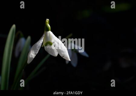 Snowdrop o racchette da neve comune (Galanthus nivalis) fiore in ntaure primo piano testa di fiore, bianco primo fiore di girata Foto Stock