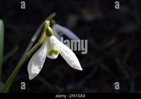 Snowdrop o racchette da neve comune (Galanthus nivalis) fiore in ntaure primo piano testa di fiore, bianco primo fiore di girata Foto Stock