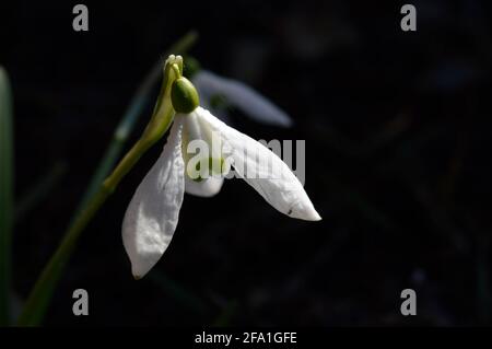 Snowdrop o racchette da neve comune (Galanthus nivalis) fiore in ntaure primo piano testa di fiore, bianco primo fiore di girata Foto Stock