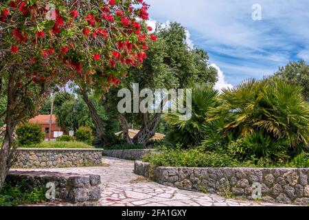 Paesaggio estivo - bellissimo parco con ulivi e palme, callistemon fiorito con fiori rossi e cielo blu. Foto Stock