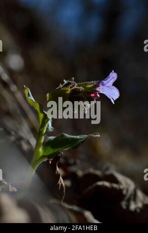 Fiori Lungwort o Suffolk Lungwort (Pulmonaria obskura) il primo wilflower primaverile in natura rosa e viola Foto Stock