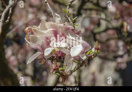 Magnolien Foto Stock