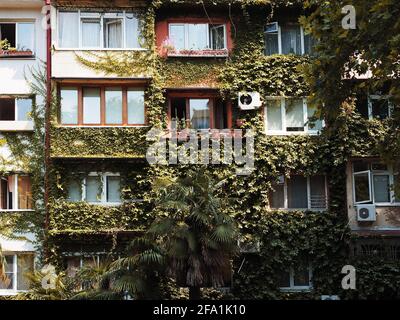 Tipico edificio residenziale con molte finestre e pareti ivy Foto Stock