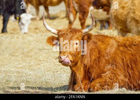 Bestiame rosso, giacente sul fieno al campo di primavera. Vacca di razza rossa per carne e latte. Agricoltura, concetto di pascolo libero, campo autunnale Foto Stock