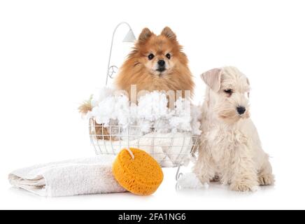 adulto pomeranian e schnauzer di fronte a sfondo bianco Foto Stock