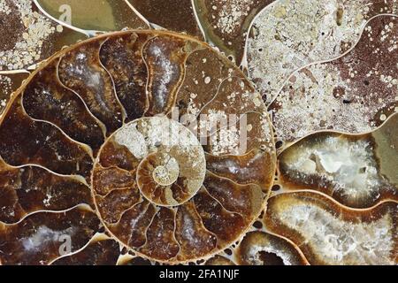 Si tratta di fossili preistorici mollusco chiamato ammonita, un estinto animale marino. Foto Stock