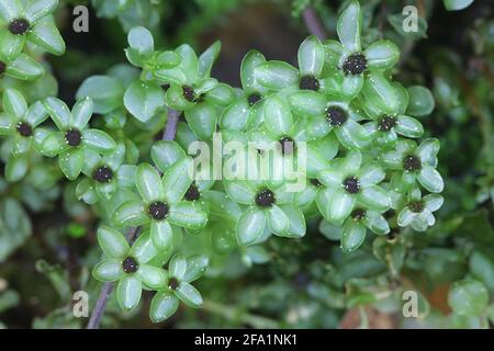 Rhizomnium punctatum, noto come tratteggiata timo-moss o penny rosso moss Foto Stock