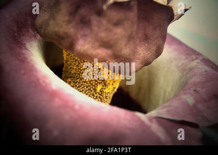 Amorphophallus phaeniifolius di origine Java centrale fiorire a Bogor Botanical Garden a Bogor, Giava occidentale, Indonesia. Foto Stock