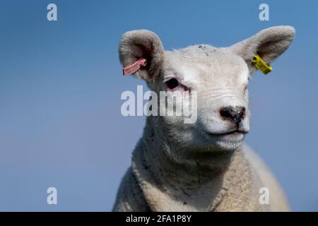 Il giovane Texel si agita sull'erba nello Yorkshire Dales, vicino a Hawes, North Yorkshire, Regno Unito. Foto Stock