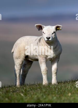 Il giovane Texel si agita sull'erba nello Yorkshire Dales, vicino a Hawes, North Yorkshire, Regno Unito. Foto Stock
