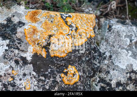 Il lichene crustoso (Calolaca sp.) su una roccia i licheni sono formati dall'associazione simbiotica a tra un fungo e un'alga. L'alga è contenuta wit Foto Stock