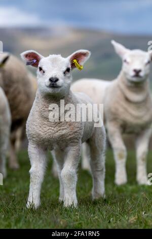 Il giovane Texel si agita sull'erba nello Yorkshire Dales, vicino a Hawes, North Yorkshire, Regno Unito. Foto Stock