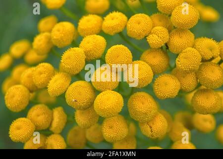 Tansy Tanacetum vulgare conosciuto anche come Tansy comune, Bitter pulsanti, Cow Bitter, Mugwort, o Golden pulsanti. Foto Stock