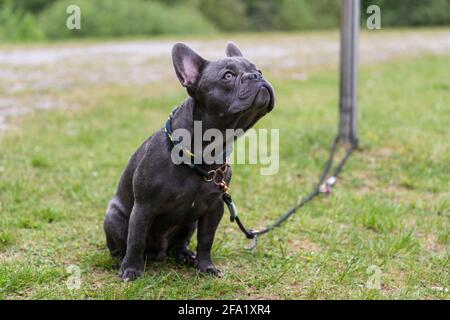 Piccolo e carino bulldog francese grigio con guinzaglio di cane su un prato. Foto per gli amanti degli animali, gli amanti del cane o gli sfondi. Foto Stock