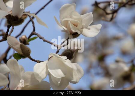 Ramo con fiori bianchi di una magnolia di Kobushi, chiamata anche Magnolia kobus Foto Stock