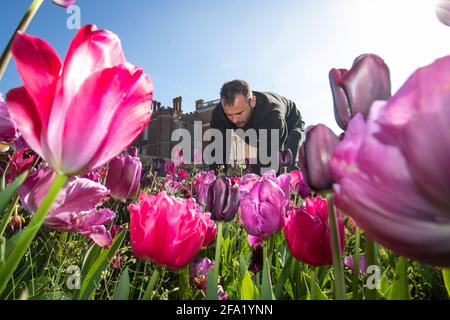 Gardner James Randall tende a tulipani al primo Hampton Court Tulip Festival ad Hampton Court Palace, a sud-ovest di Londra. Il palazzo Tudor si prepara a riaprire ai membri del pubblico in seguito all'allentamento delle restrizioni di blocco. Data immagine: Giovedì 22 aprile 2021. Foto Stock