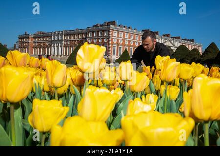 Gardner James Randall tende a tulipani al primo Hampton Court Tulip Festival ad Hampton Court Palace, a sud-ovest di Londra. Il palazzo Tudor si prepara a riaprire ai membri del pubblico in seguito all'allentamento delle restrizioni di blocco. Data immagine: Giovedì 22 aprile 2021. Foto Stock