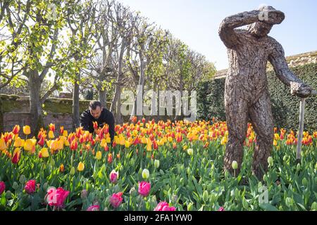 Gardner James Randall tende a tulipani al primo Hampton Court Tulip Festival ad Hampton Court Palace, a sud-ovest di Londra. Il palazzo Tudor si prepara a riaprire ai membri del pubblico in seguito all'allentamento delle restrizioni di blocco. Data immagine: Giovedì 22 aprile 2021. Foto Stock