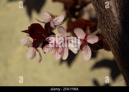 Primo piano di fiori di prugna di ciliegia, chiamato anche Prunus cerasifera o Kirschpflaume Foto Stock