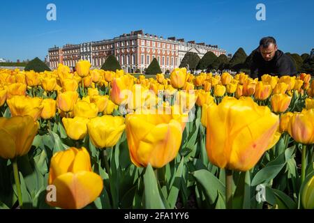 Gardner James Randall tende a tulipani al primo Hampton Court Tulip Festival ad Hampton Court Palace, a sud-ovest di Londra. Il palazzo Tudor si prepara a riaprire ai membri del pubblico in seguito all'allentamento delle restrizioni di blocco. Data immagine: Giovedì 22 aprile 2021. Foto Stock