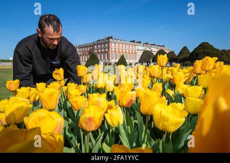 Gardner James Randall tende a tulipani al primo Hampton Court Tulip Festival ad Hampton Court Palace, a sud-ovest di Londra. Il palazzo Tudor si prepara a riaprire ai membri del pubblico in seguito all'allentamento delle restrizioni di blocco. Data immagine: Giovedì 22 aprile 2021. Foto Stock