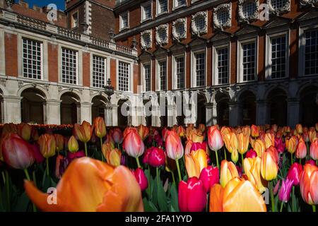 Tulipani in mostra al primo Hampton Court Tulip Festival ad Hampton Court Palace, a sud-ovest di Londra. Il palazzo Tudor si prepara a riaprire ai membri del pubblico in seguito all'allentamento delle restrizioni di blocco. Data immagine: Giovedì 22 aprile 2021. Foto Stock