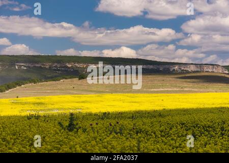 Un campo giallo di colza con un bel cielo blu e grandi nuvole bianche. Sfondo panoramico naturale e luminoso. Paesaggio estivo e sensuale. Coltivazione di Foto Stock