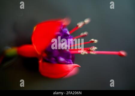 Primo piano di una fioritura Fuchsia magellanica comunemente noto come il colibrì fuchsia o hardy fucsia, è una specie di pianta flowering in famiglia E Foto Stock