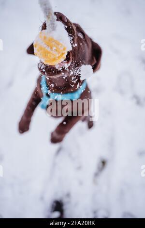 Simpatico goffo labrador cucciolo gioca nella neve, divertendosi, sniffing nella foresta e le foglie e correre in Germania. Il cappotto è marrone. Foto Stock