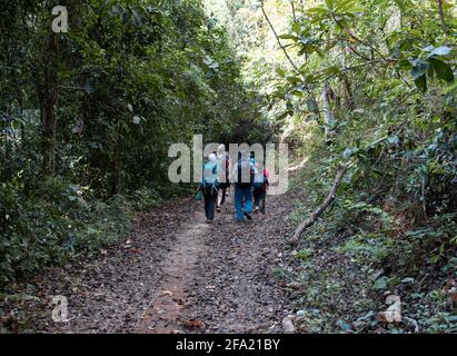 Shan state, Myanmar - 5 gennaio 2020: Un'escursione turistica di gruppo da attraverso la lussureggiante foresta da Kalaw al Lago Inle Foto Stock