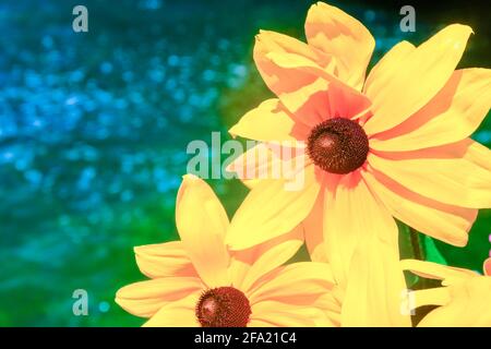 Daisy giallo africano. Fiore giallo brillante di Osteospermum o Diorphotheca. Immagine ravvicinata del fiore grande del giardino su sfondo blu-verde bokeh. Foto Stock