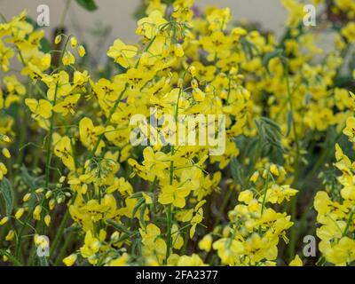 Un primo piano di un grande gruppo di fiori giallo brillante di Epimedium pinnatum subsp. Colchicum Foto Stock