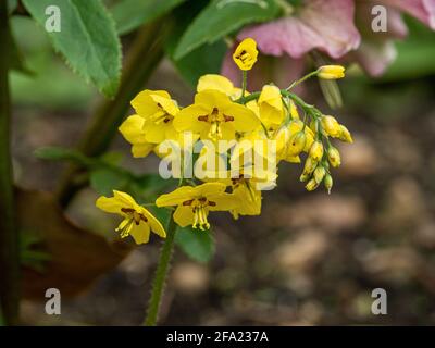 Un primo piano dei fiori gialli di Epimedium pinnatum subsp. Colchicum Foto Stock