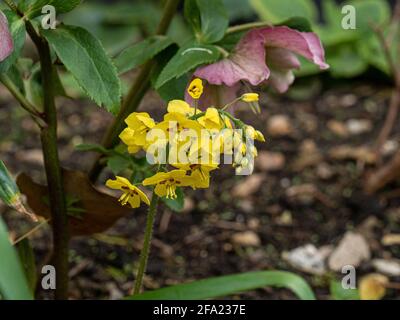 Un primo piano dei fiori gialli di Epimedium pinnatum subsp. Colchicum Foto Stock