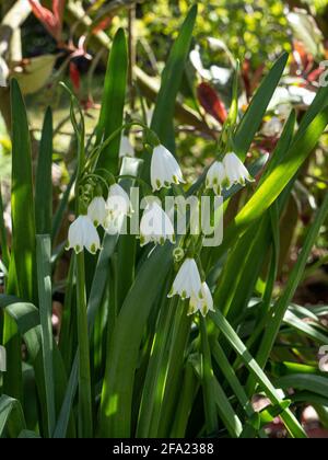 Un gruppo di fiori bianchi sospesi a forma di campana di L'estate fiocco di neve Leucojum aestivum Gravetye Gigante Foto Stock