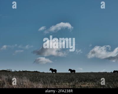 Exmoor ponies pascolo sulla brughiera contro un cielo nuvoloso retroilluminato, Exmoor, Somerset, UK Foto Stock