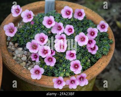 Una pianta della kabschia Saxifrage Cranbourne che cresce in un padella di terracotta e con i fiori rosa pallido Foto Stock