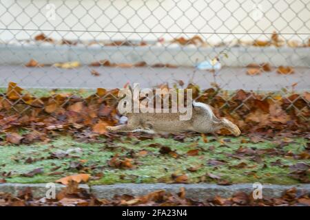 Coniglio europeo (Oryctolagus cuniculus), saltando su una strada di fronte a una recinzione, Germania, Baviera Foto Stock