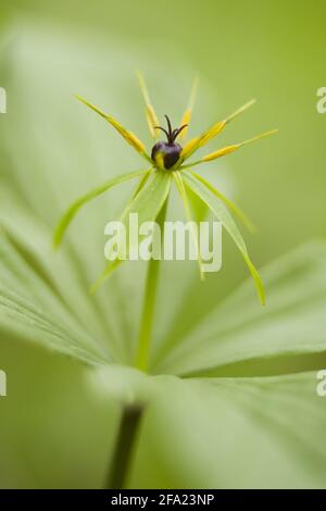 Herb Paris (quadrifolia di Parigi), fiore, Austria Foto Stock