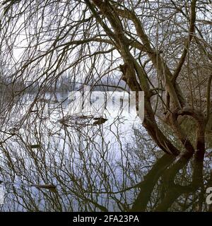 Pianura alluvionale all'alba, riserva naturale Bislicher Insel, Germania, Nord Reno-Westfalia, basso Reno, Xanten Foto Stock